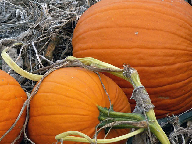 Planting and caring for pumpkin
