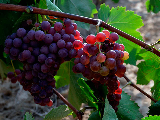 Menanam dan merawat anggur di kebun