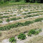 Засаждане и отглеждане на картофи по метода на Mittlider за високи добиви