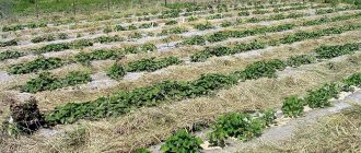 Plantering och odling av potatis enligt Mittlider-metoden för höga avkastningar