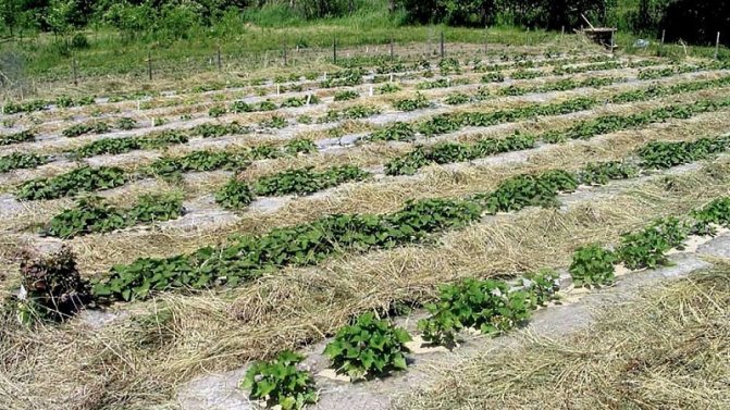 Výsadba a pěstování brambor metodou Mittlider pro vysoké výnosy