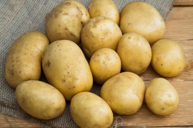Plantering och odling av potatisvarianter