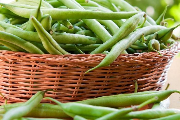 Menanam dan menanam kacang asparagus di ladang terbuka, menuai
