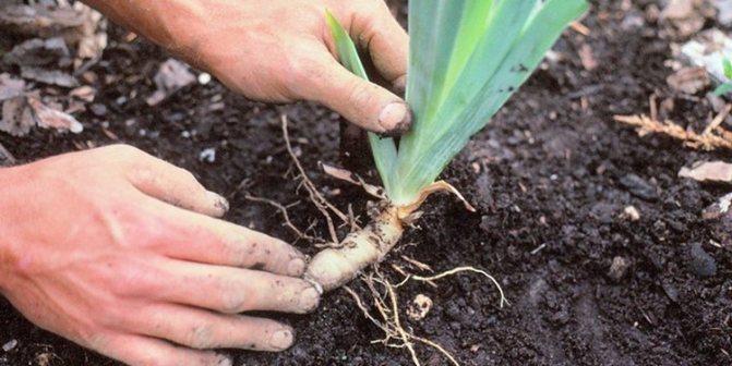 Plantera iris på hösten när och hur man planterar