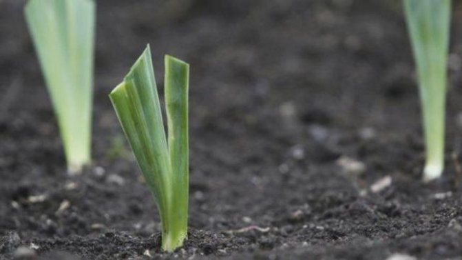 Plantarea de iris în toamnă când și cum să plantați