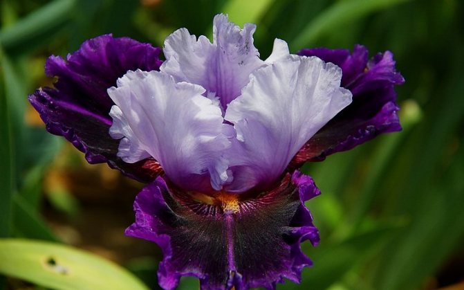 Menanam iris pada musim luruh bila dan bagaimana menanam