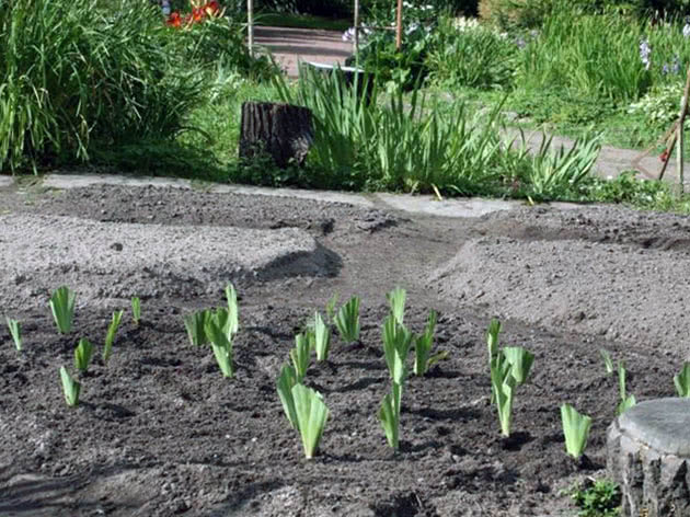 Planting irises