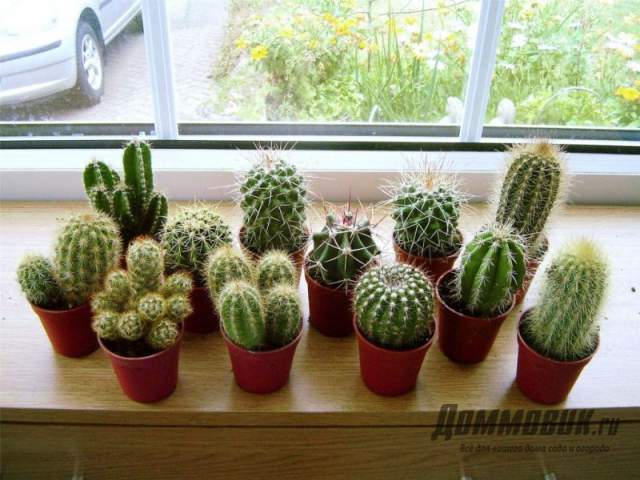 výsadba kaktusů