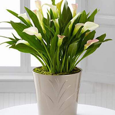 planting calla lilies in a pot
