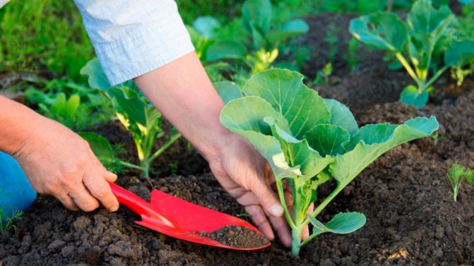 Planting cabbage