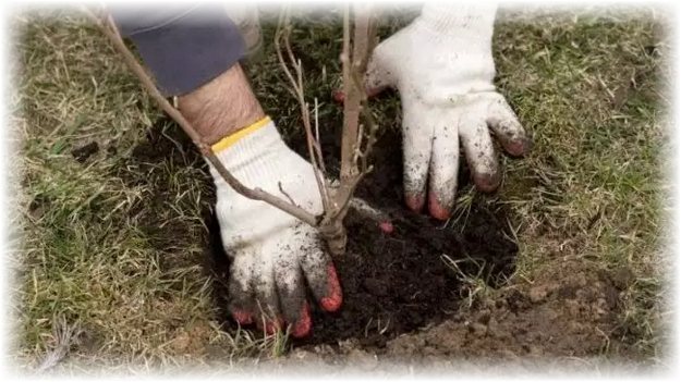 planting a dwarf apple tree in the ground