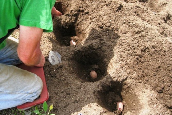 Засаждане на картофи под лопата
