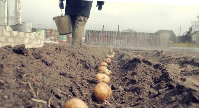زراعة البطاطس