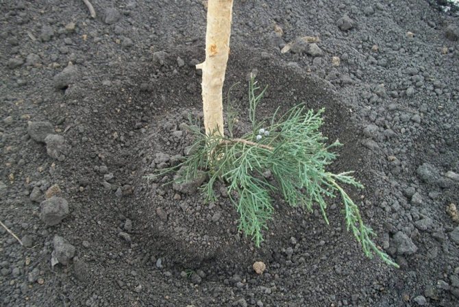 Plantera cypress i öppen mark