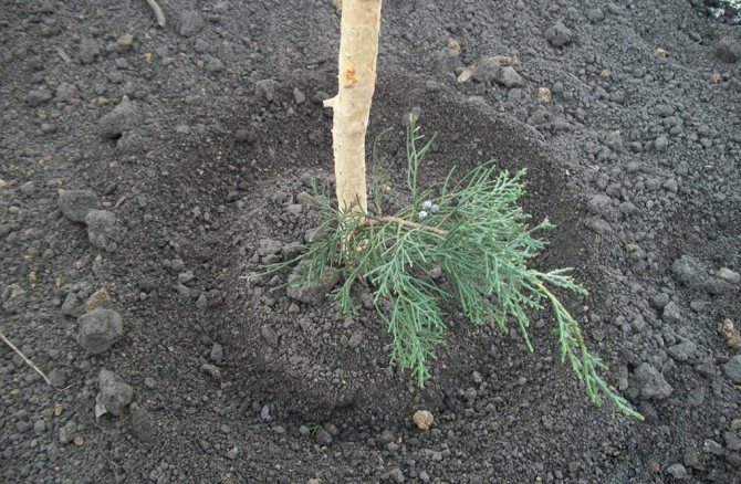 Planting a cypress