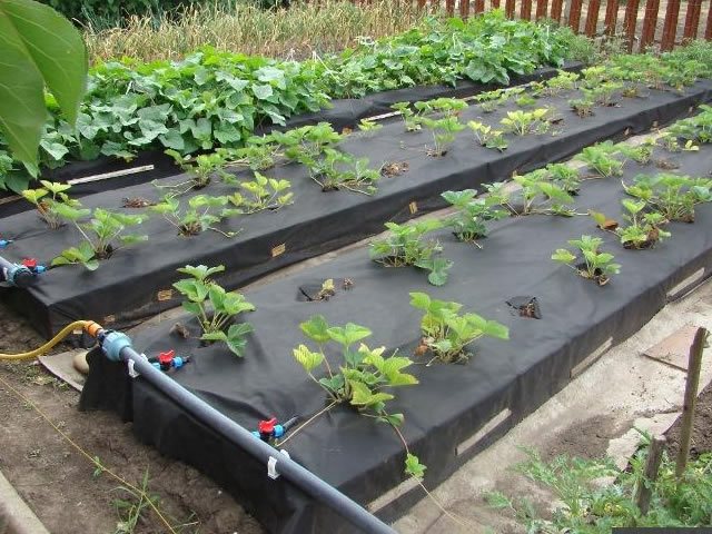 Plantering av jordgubbar på agrofiber