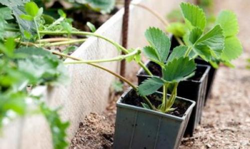 Plantera jordgubbar med mustasch i augusti. Rekommendationer för plantering av jordgubbar i augusti