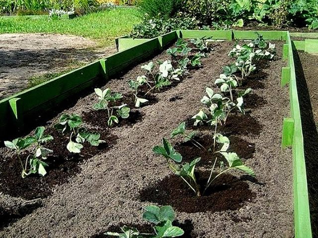 Plantering av jordgubbar