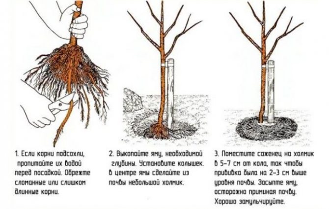 Засаждане на колоновидни ябълкови дървета