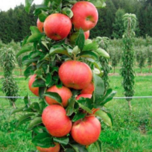 Video o výsadbě sloupovitých jabloní. Sloupová jabloň: jak sázet a prořezávat