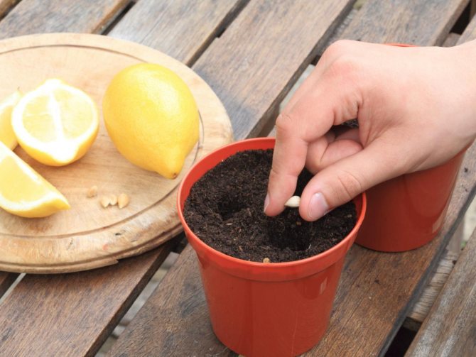 Planting lemon seeds