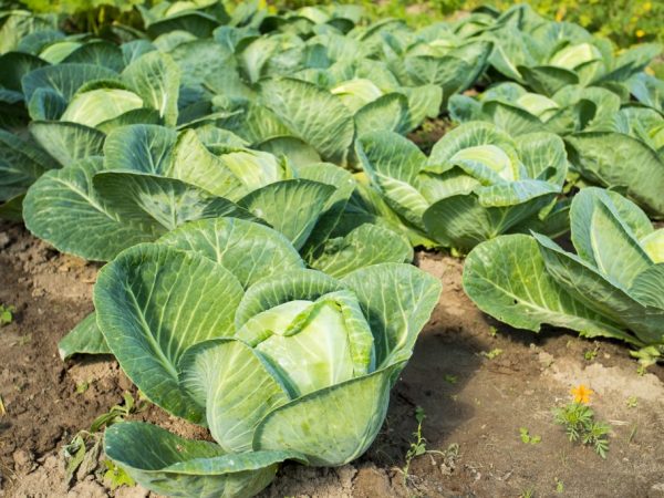 Planting crops in place of cabbage