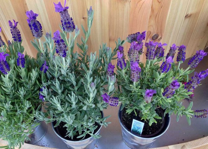 planting lavender