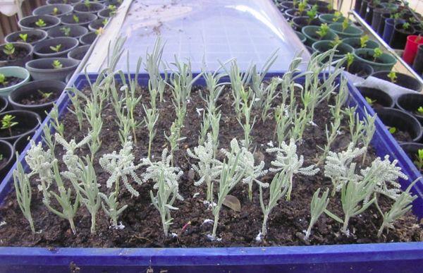 plantering lavendel