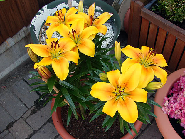 Planting lilies for forcing