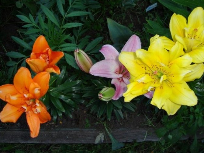 PLANTING LILIES IN AUTUMN, WHEN AND HOW TO PLANT, TERMS, TECHNOLOGY, CARE