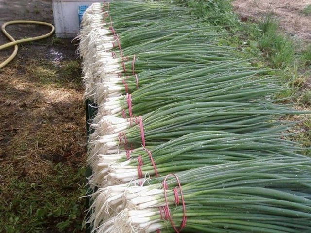 Засаждане на лук върху пера (зелени) в оранжерия през пролетта