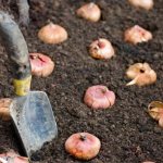 Planting daffodil bulbs in the spring is carried out exclusively in the already completely thawed and slightly warmed up soil