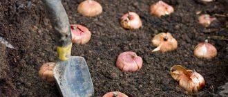 Výsadba cibule narcisu na jaře se provádí výhradně v již zcela rozmražené a mírně zahřáté půdě