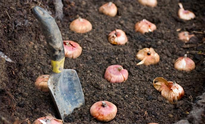 Plantarea bulbilor narcise în primăvară se efectuează exclusiv în solul deja complet dezghețat și ușor încălzit