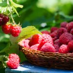 Planting raspberries - how to choose a place