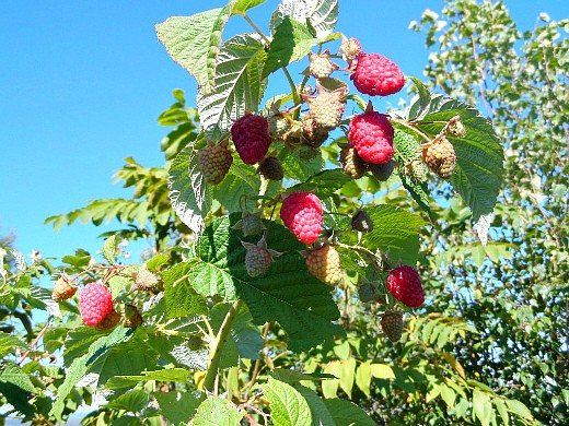 planting raspberries in autumn, when, how and where