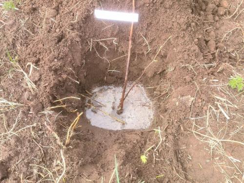 زراعة التوت في التسميد الخريف. ما يجب وضعه في الحفرة عند زراعة التوت في الخريف. أفضل الأسمدة