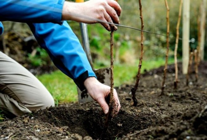 Planting raspberries in the ground