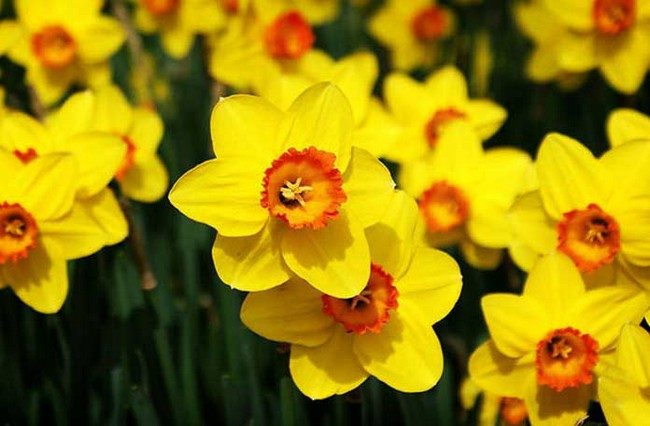 Výsadba narcisů na jaře, kdy a jak zasadit