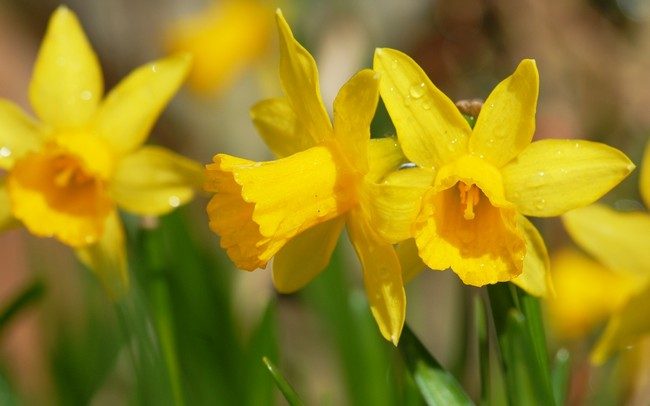 Menanam daffodil pada musim bunga bila dan bagaimana menanam