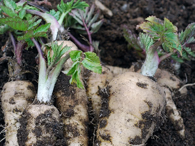 Planting and tending parsnips in the garden