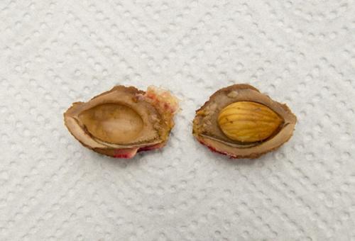 Planting a pitted peach in the fall. Sowing options for peach pits