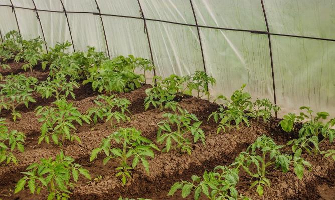 planting a tomato in a greenhouse