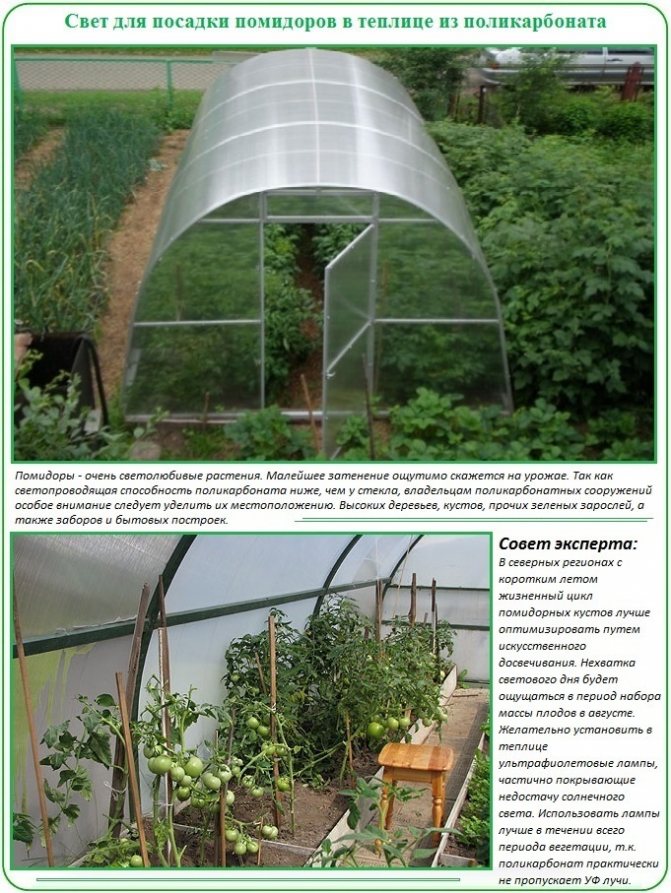 Planting a tomato in a greenhouse: the effect of light on the growth of tomatoes