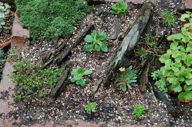 Planting primrose in the ground photo