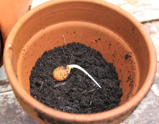 Planting a sprouted nectarine seed