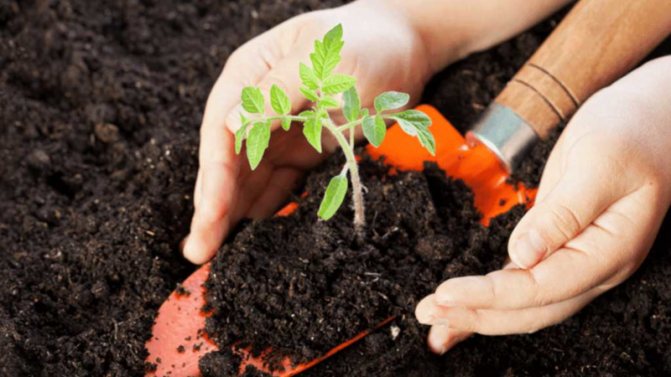 Planting seedlings in soil