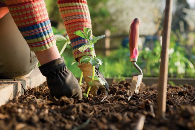 Plantera växter i marken.