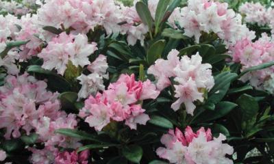Výsadba rododendronů na jaře a na podzim: péče a pěstování na otevřeném poli Jak krmit rododendron v červnu