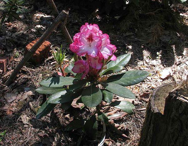 planting rhododendrons